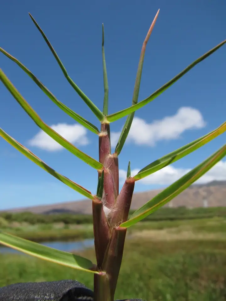 Seashore Paspalum (Paspalum vaginatum)