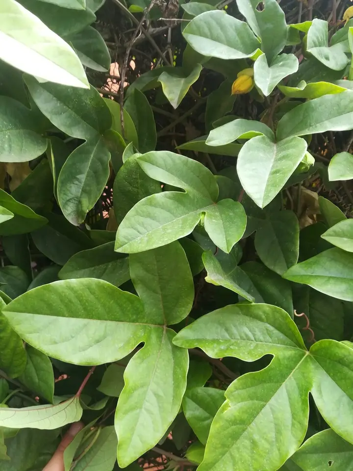 Passiflora alata × caerulea (Passiflora alata × caerulea)