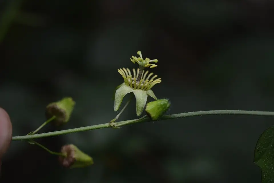 Twoflower Passionflower (Passiflora biflora)