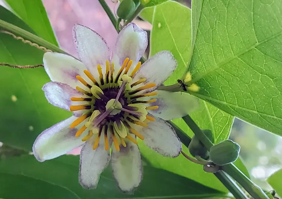 Passiflora brighamii (Passiflora brighamii)