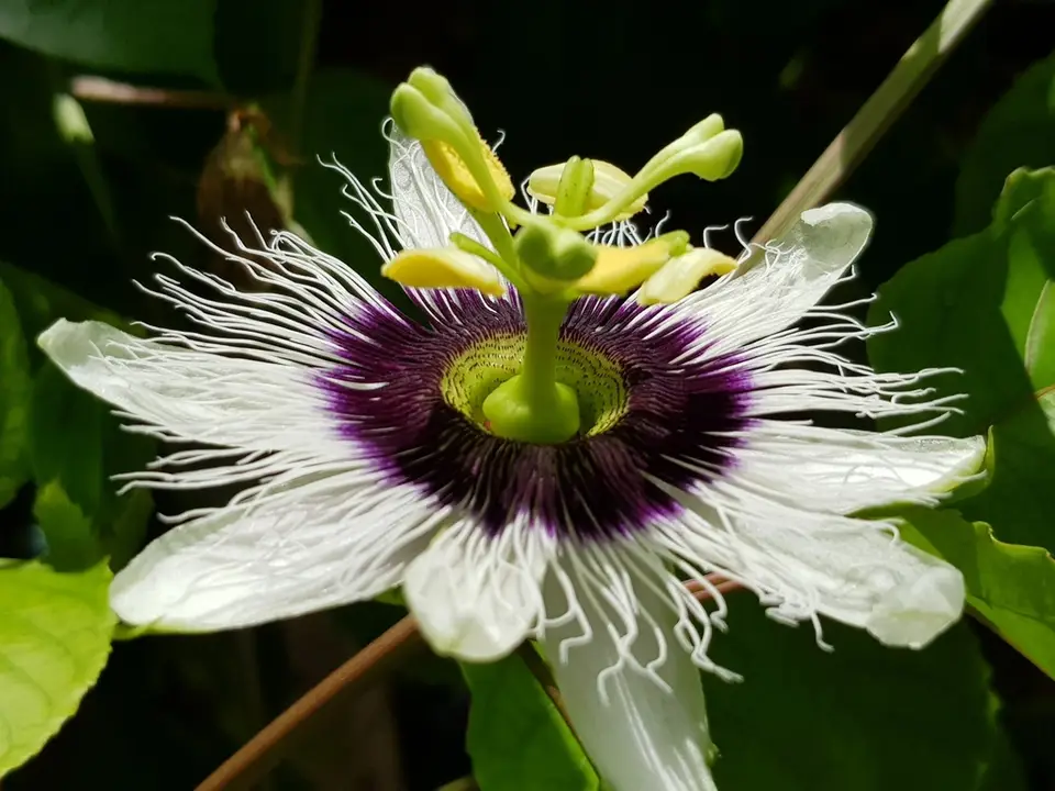 Common Passionfruit (Passiflora edulis)