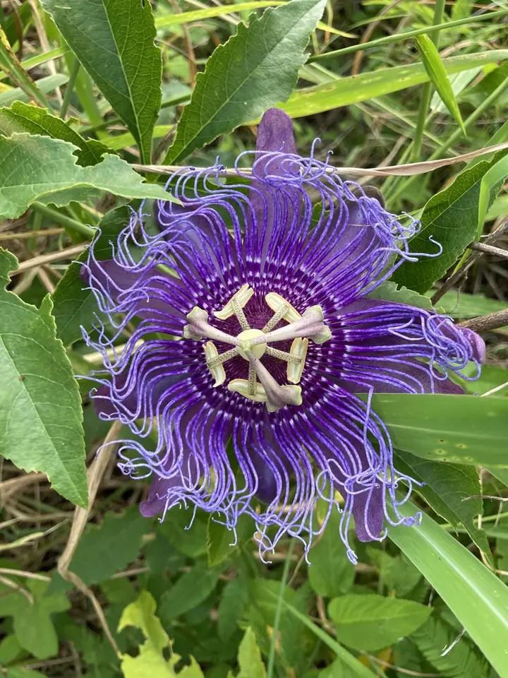 Passiflora 'Incense' (Passiflora incarnata × cincinnata)