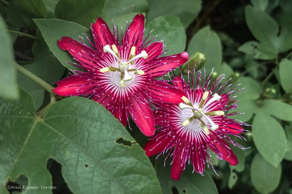Passiflora incarnata × miniata (Passiflora incarnata × miniata)