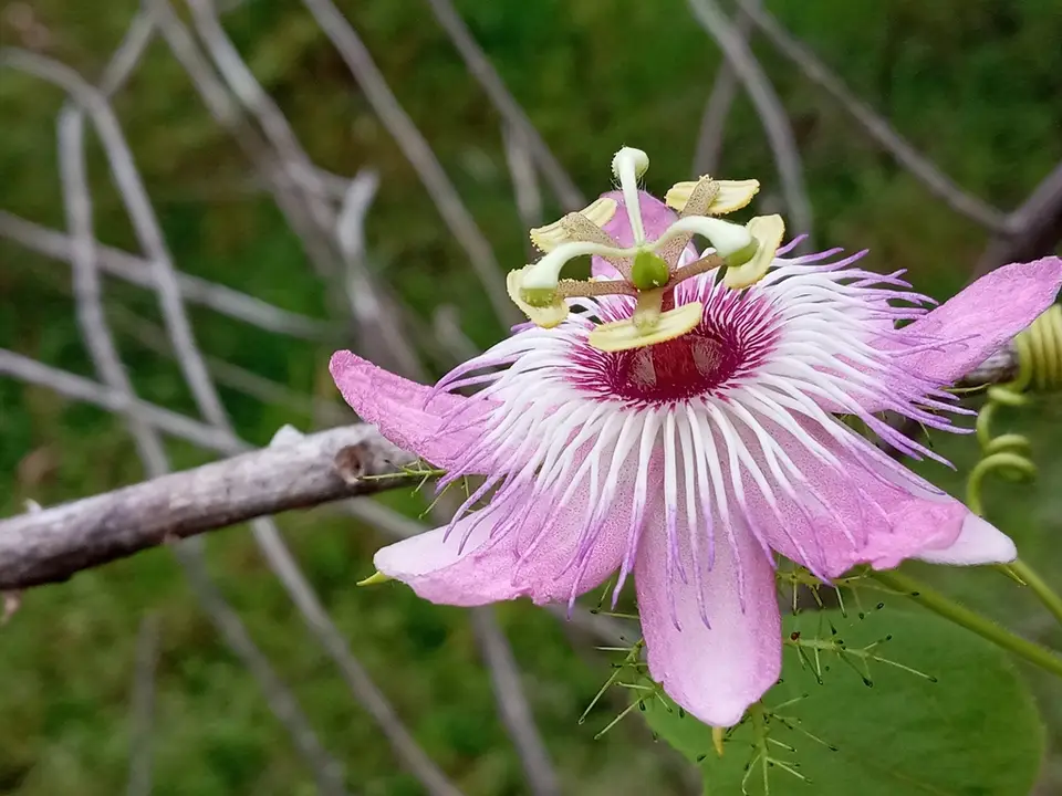 Scarletfruit Passionflower (Passiflora lanuginosa)