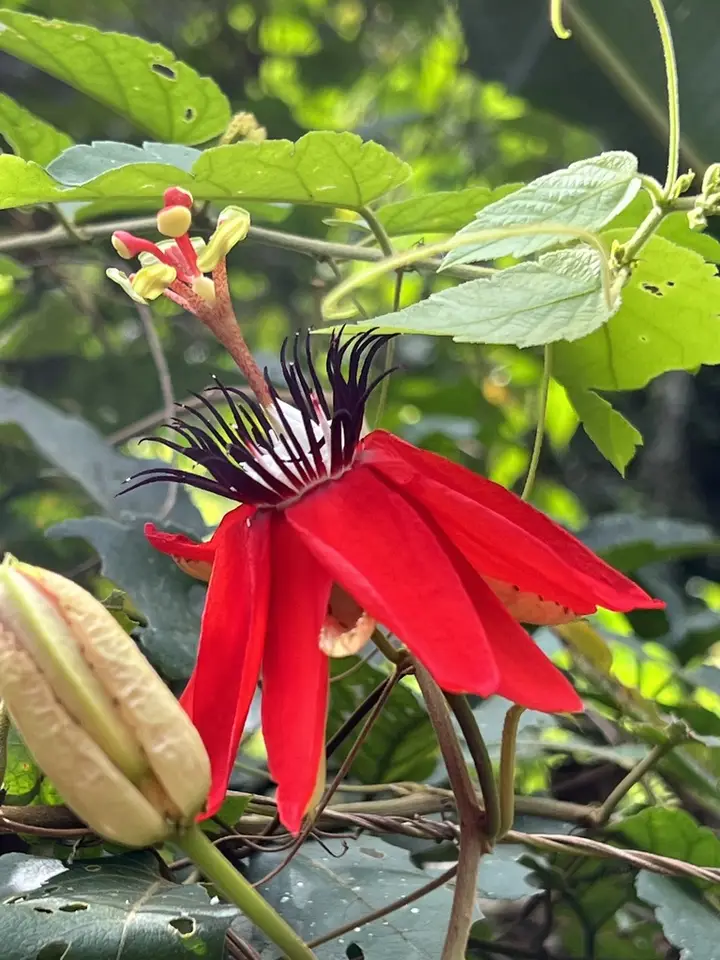 Passiflora miniata (Passiflora miniata)