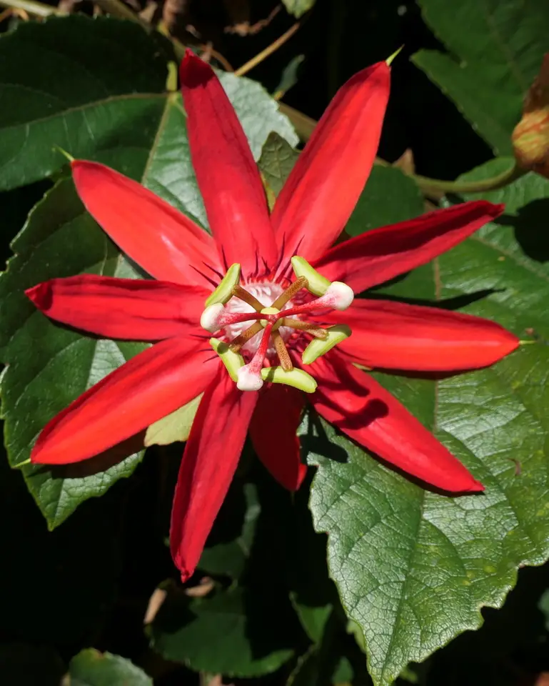 Passiflora 'Scarlet Flame' (Passiflora miniata × vitifolia)