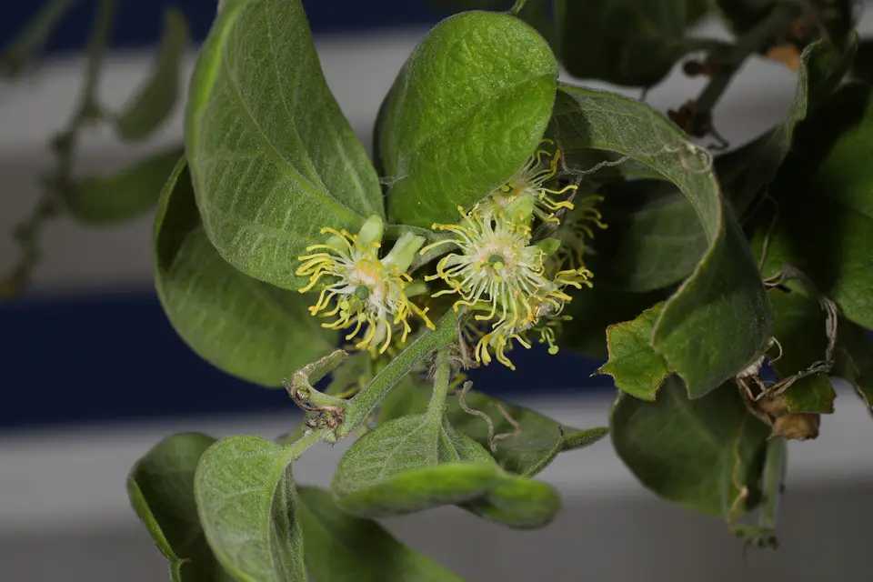 Whiteflower Passionflower (Passiflora multiflora)