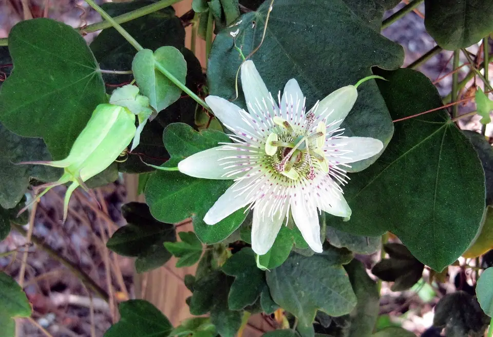 Pineland Passionflower (Passiflora pallens)