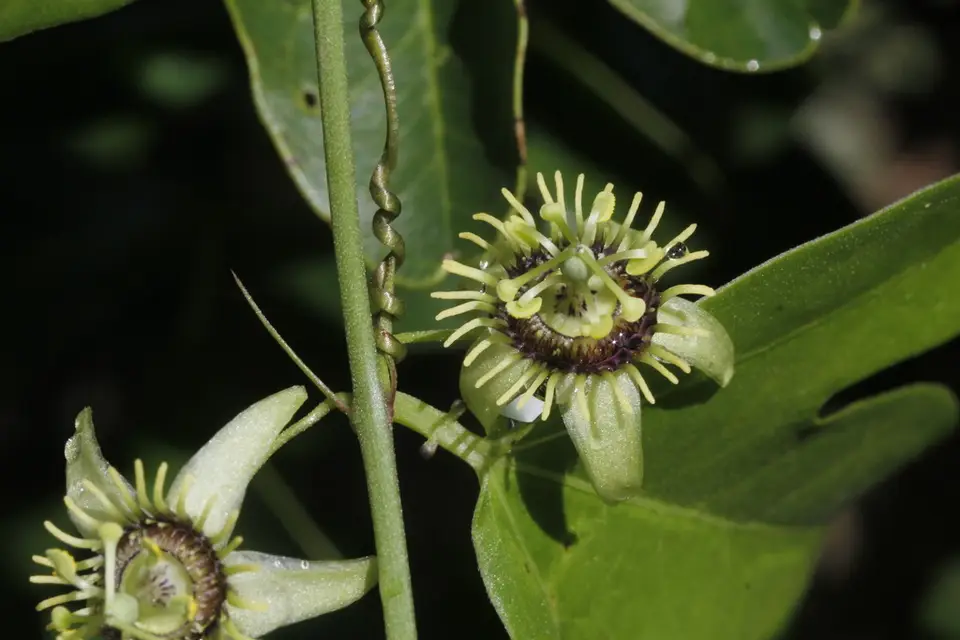 Corkystem Passionvine (Passiflora pallida)