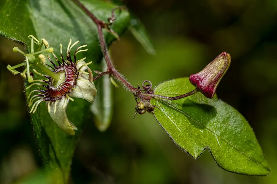 Corkystem Passionflower (Passiflora suberosa)