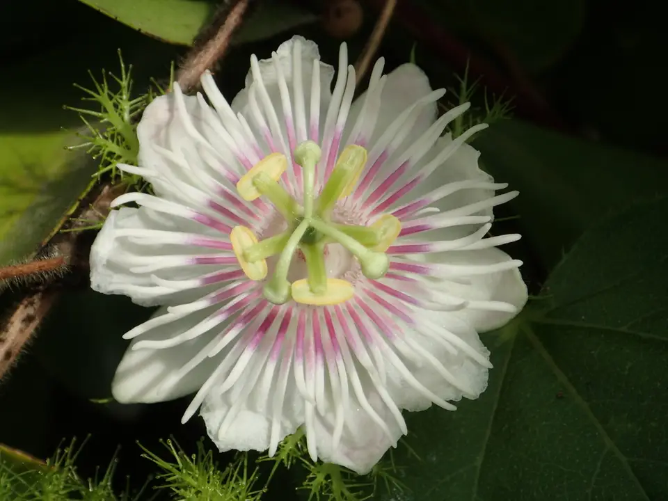 Orangefruit Passionflower (Passiflora vesicaria)