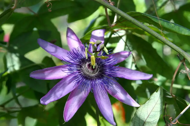 Passiflora 'Lavender Lady' (Passiflora × kewensis)