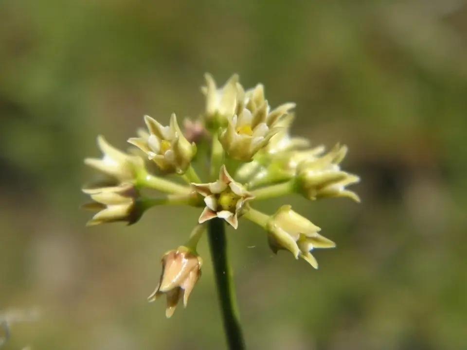 Gulf Coast Swallow-Wort (Pattalias palustris)