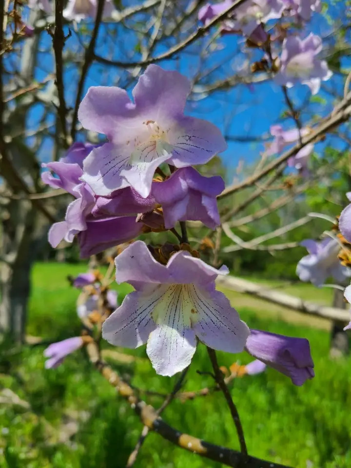 Princess Tree (Paulownia tomentosa)