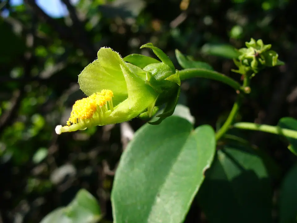 Bahama Swampbush (Pavonia bahamensis)