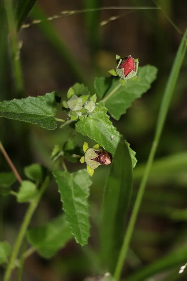 Spearleaf Swampmallow (Pavonia hastata)