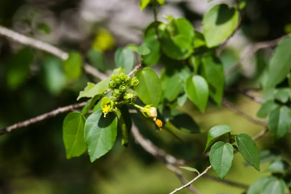 Swampbush (Pavonia paludicola)