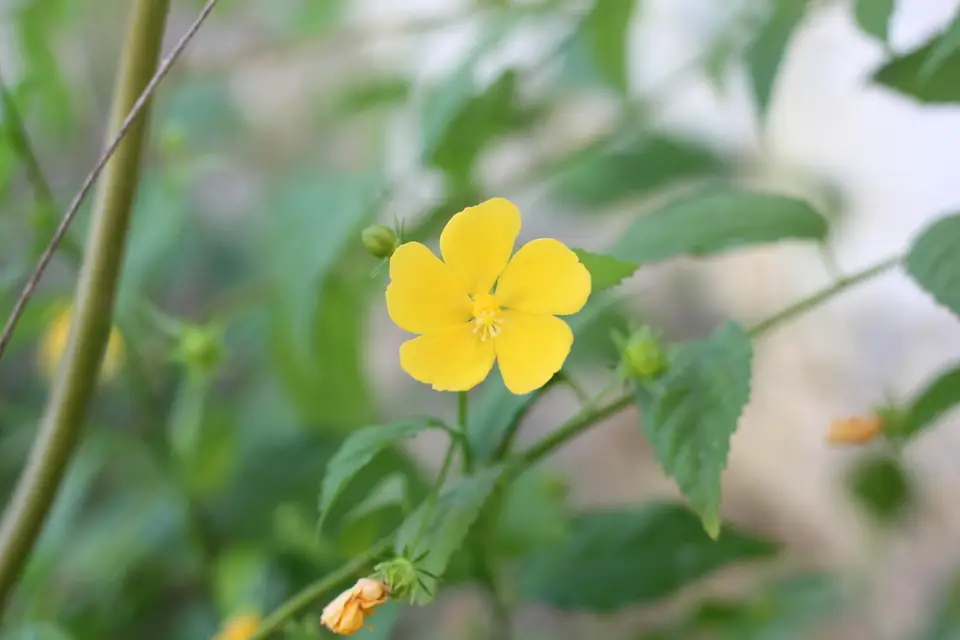 Shell Flower (Pavonia sepium)