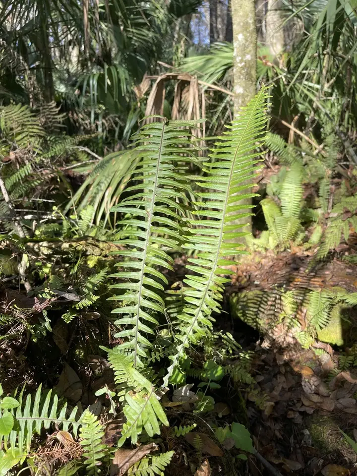 Pecluma bourgeauana (Pecluma bourgeauana)