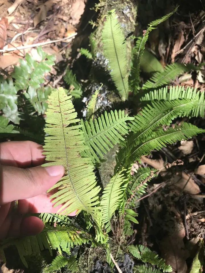 Plumed Rockcap Fern (Pecluma plumula)