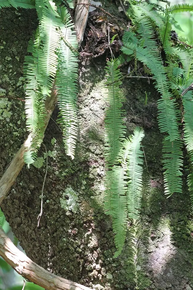 Palmleaf Rockcap Fern (Pecluma ptilotos)