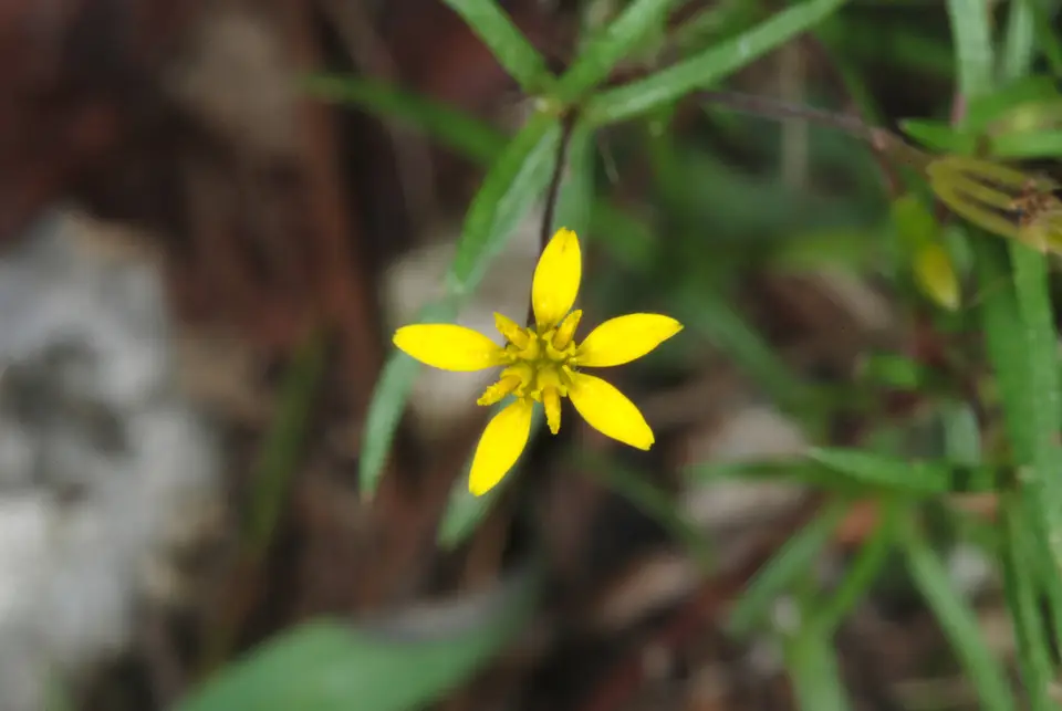 Sanddune Chinchweed (Pectis glaucescens)