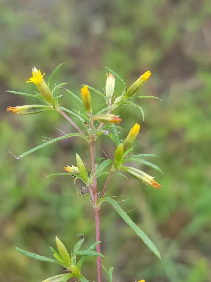 Florida Chinchweed (Pectis linearifolia)