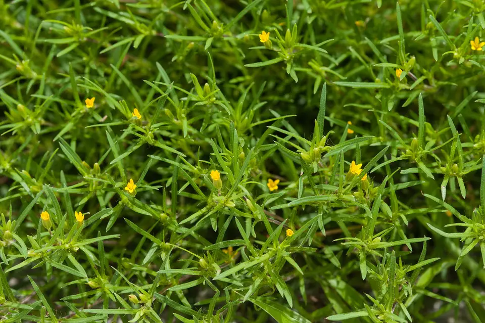 Chinchweed (Pectis × floridana)