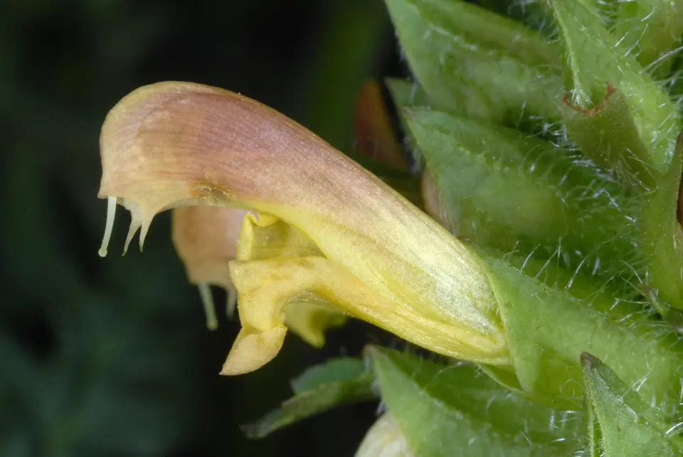 Canadian Lousewort (Pedicularis canadensis)