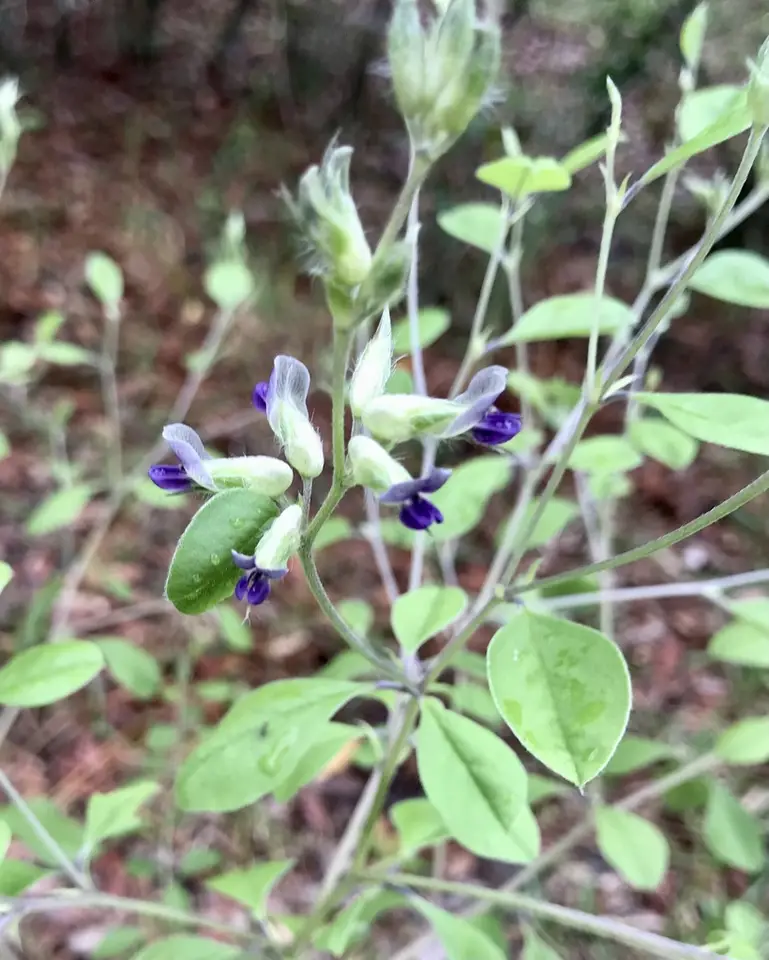 Buckroot (Pediomelum canescens)