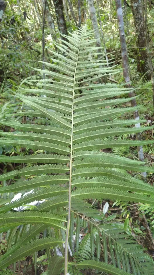 Stately Maiden Fern (Pelazoneuron abruptum)