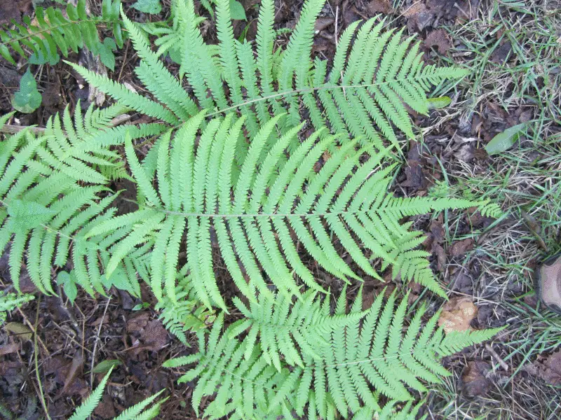 Abrupt-Tipped Maiden Fern (Pelazoneuron augescens)