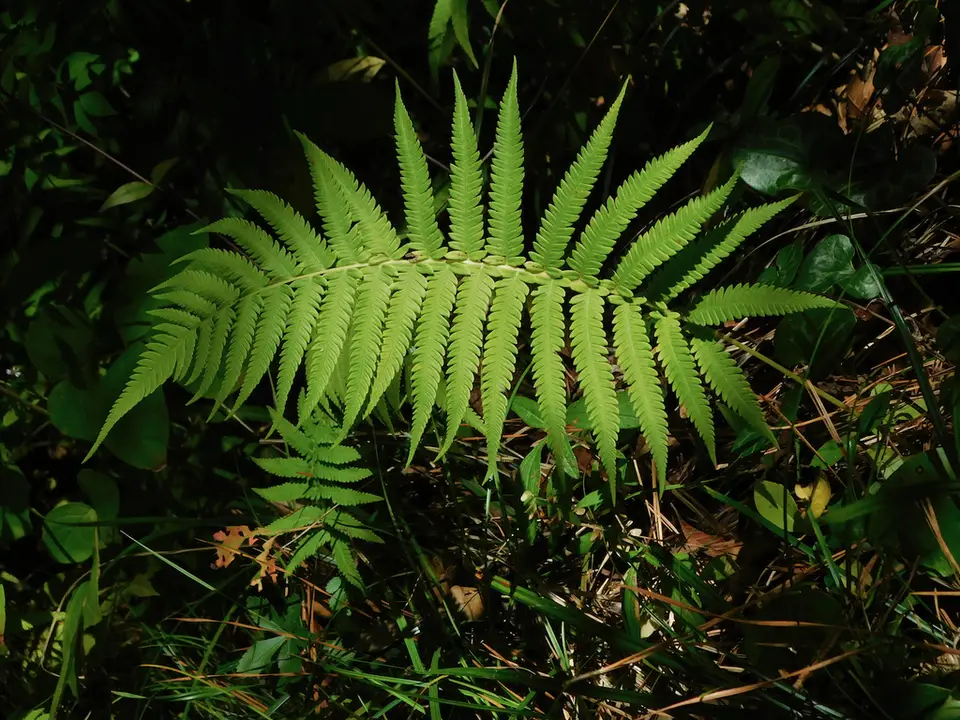 Widespread Maiden Fern (Pelazoneuron kunthii)