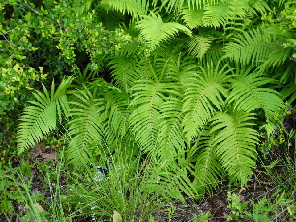 Ovate Maiden Fern (Pelazoneuron ovatum)