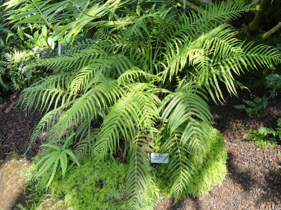 Grid-Scale Maiden Fern (Pelazoneuron patens)