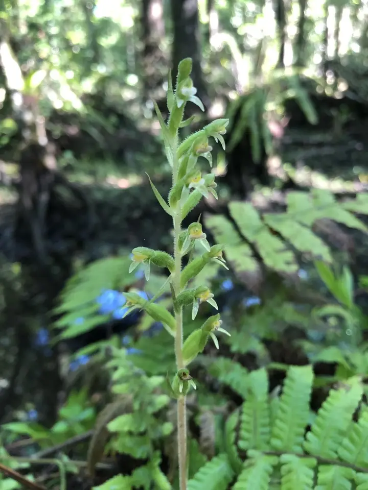 Glandular Ladies' Tresses (Pelexia adnata)