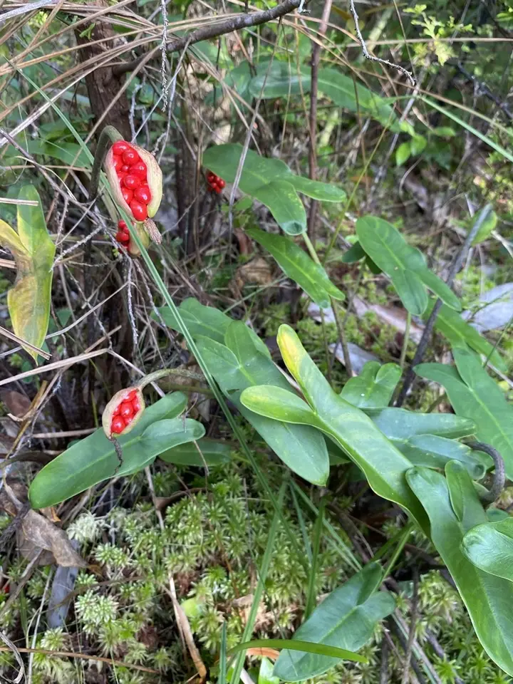 White Arrow Arum (Peltandra sagittifolia)