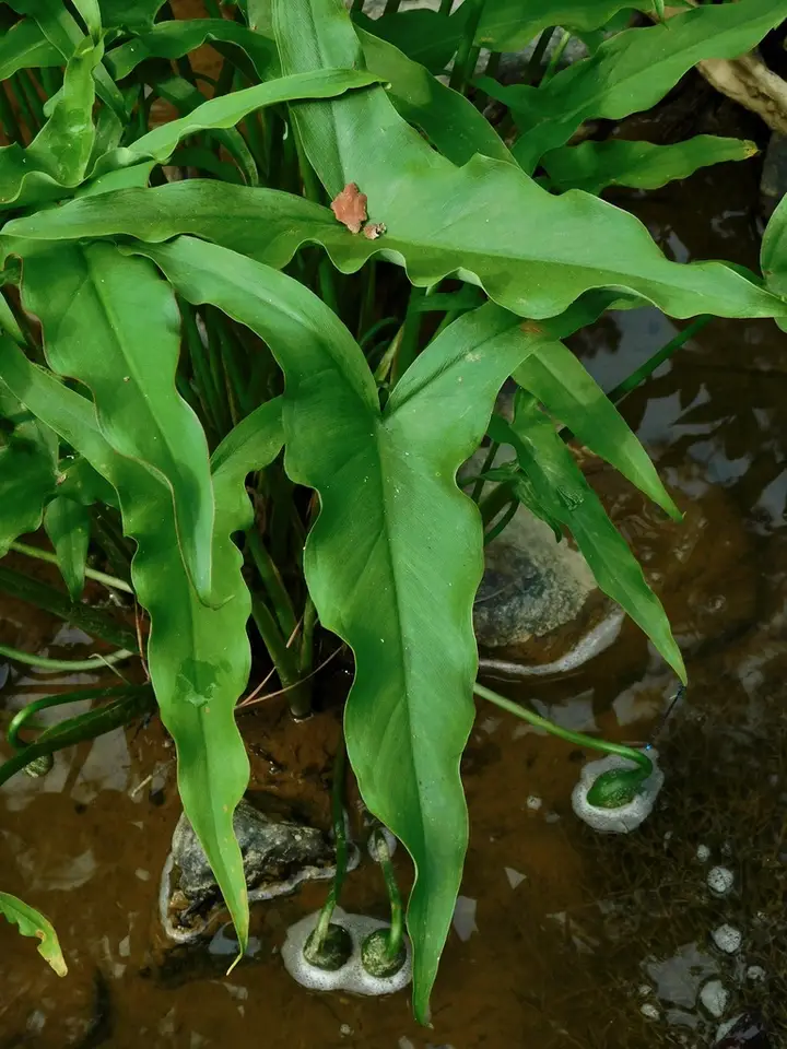 Green Arrow Arum (Peltandra virginica)