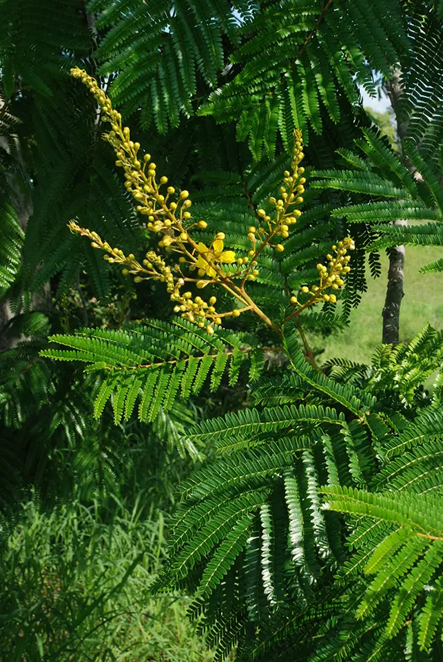 Yellow Poinciana (Peltophorum dubium)