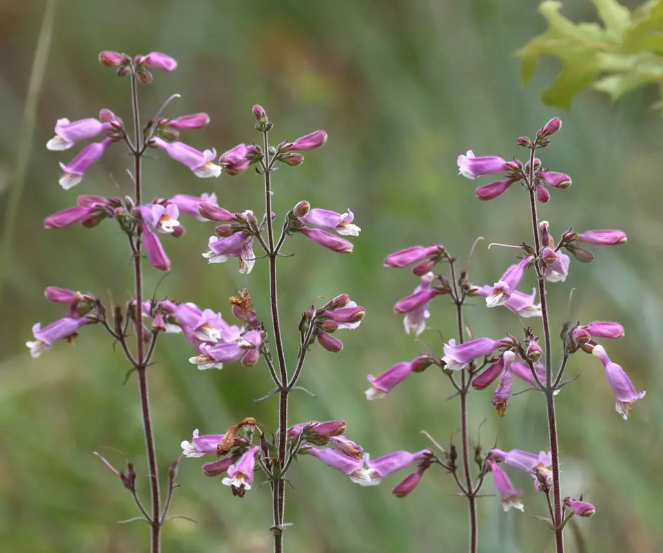 Eustis Lake Beardtongue (Penstemon australis)