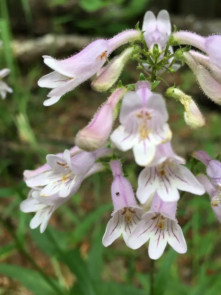 Eastern Smooth Beardtongue (Penstemon laevigatus)