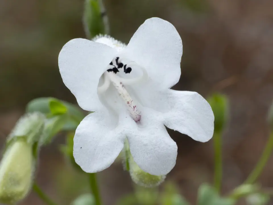 Manyflower Beardtongue (Penstemon multiflorus)