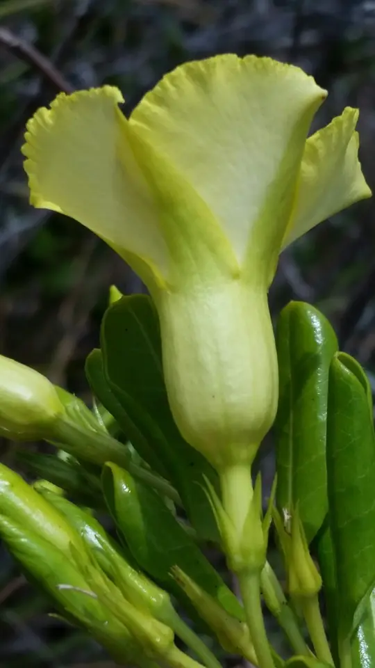 Hammock Viper's-Tail (Pentalinon luteum)