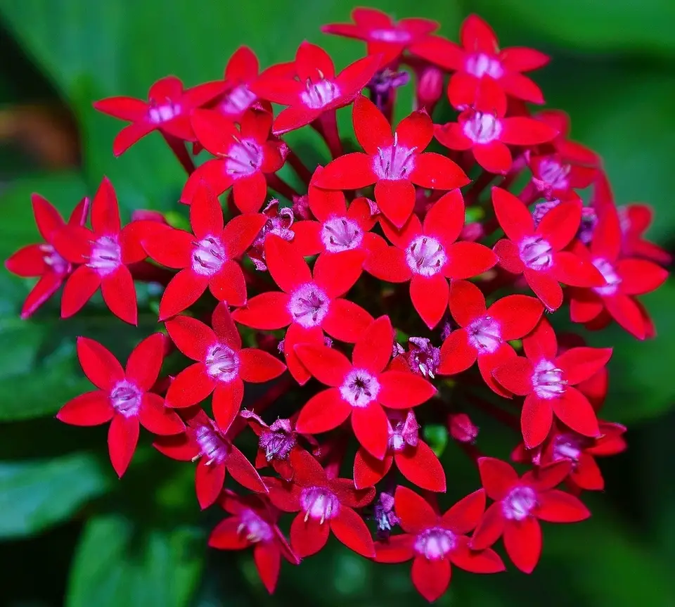 Egyptian Star-Cluster (Pentas lanceolata)