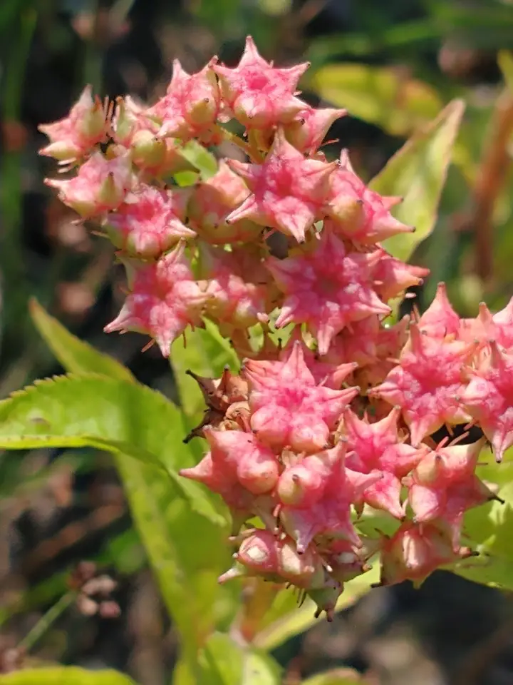 Ditch Stonecrop (Penthorum sedoides)