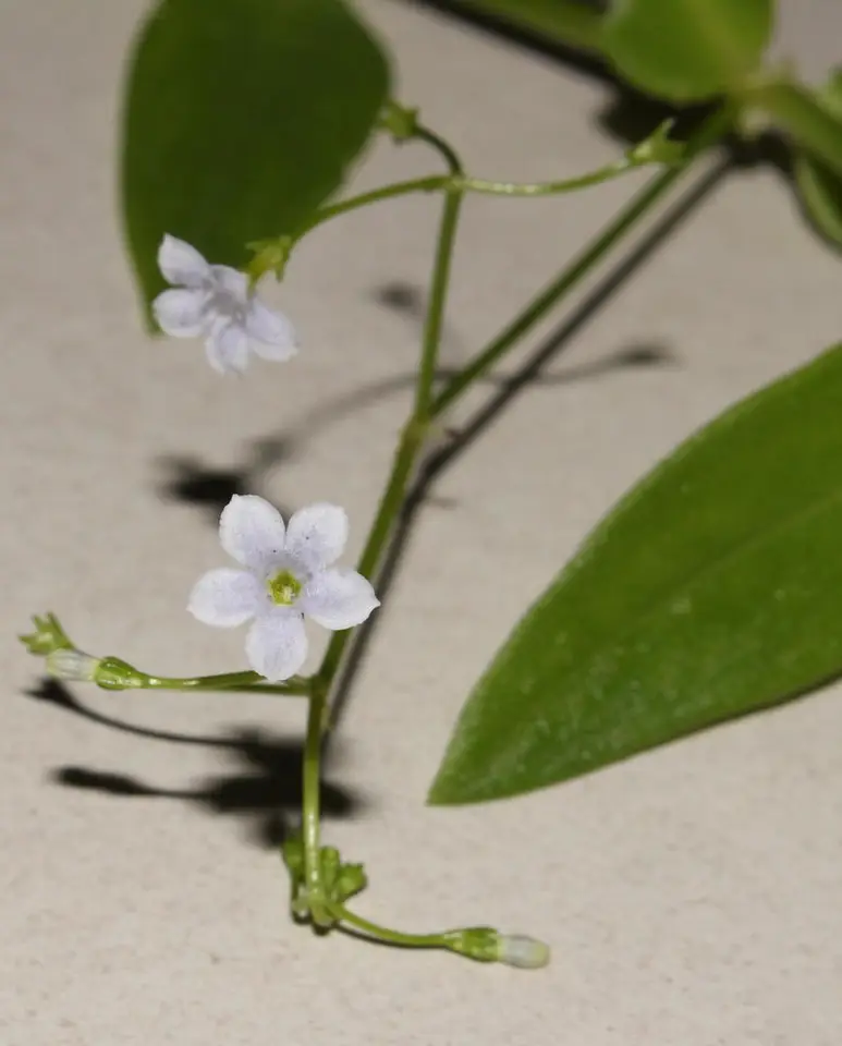 Pentodon pentandrus (Pentodon pentandrus)