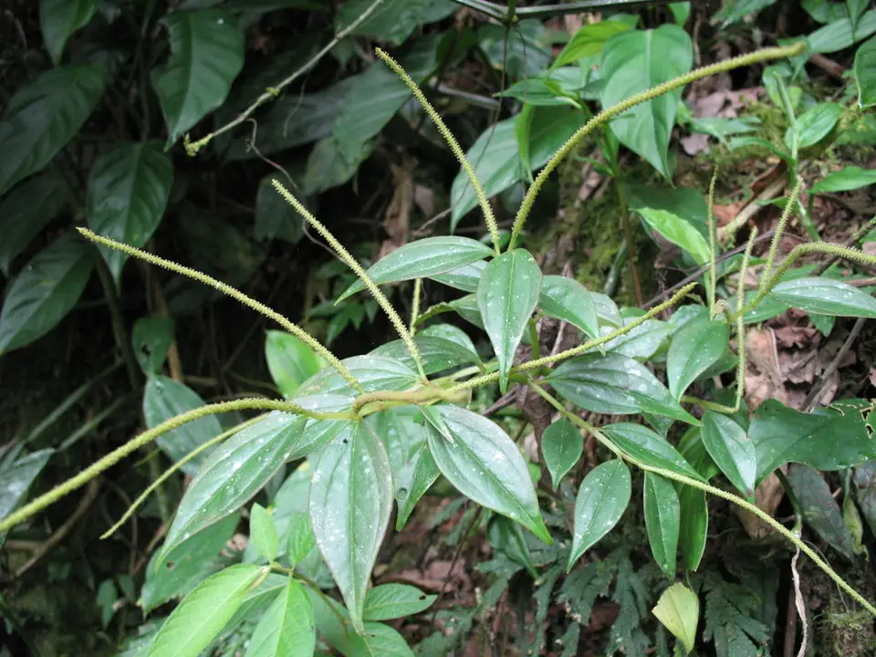 Peperomia alata (Peperomia alata)