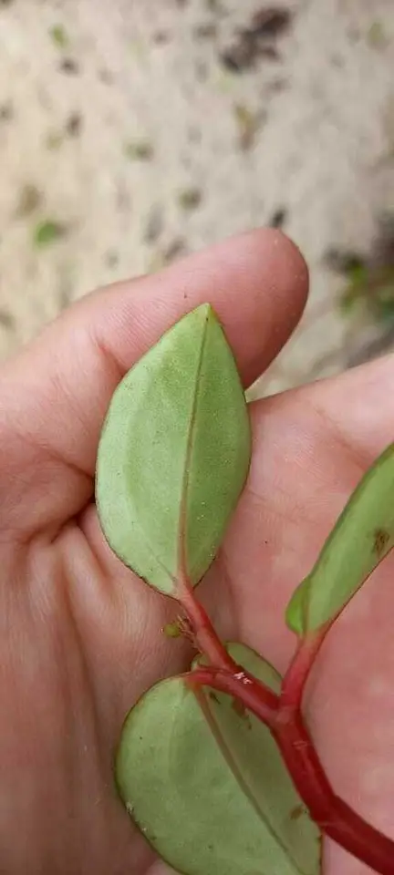 Wax Privet (Peperomia glabella)