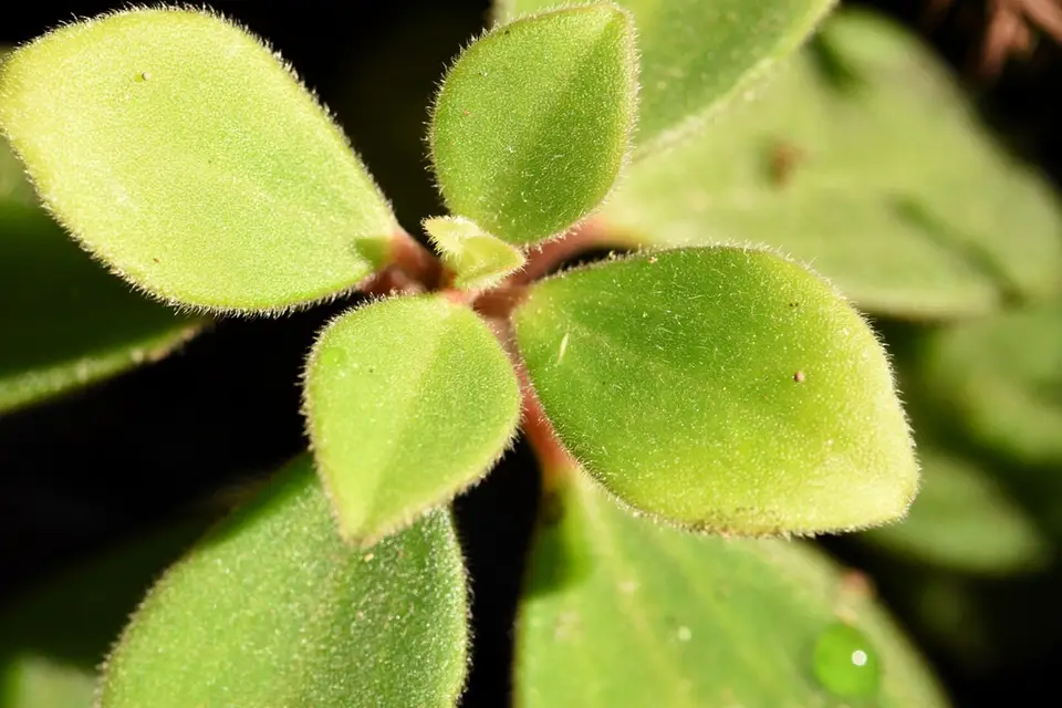 Low Peperomia (Peperomia humilis)