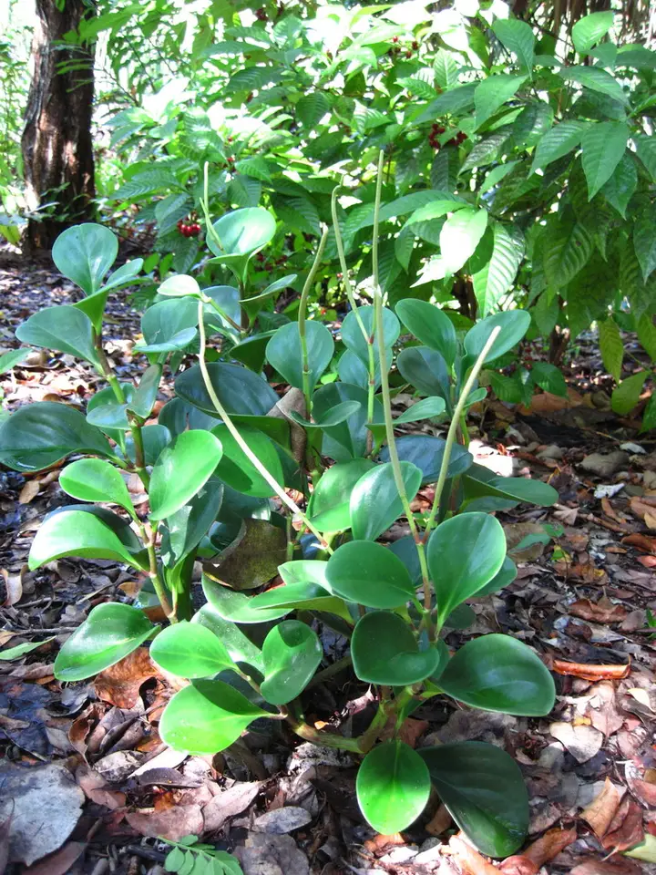 Spoonleaf Peperomia (Peperomia magnoliifolia)